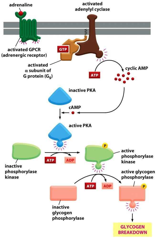1- پاسخ رسیع: پاسخ سلول های ماهیچه اسکلتی به آدرنالین: تولید AMP حلقوی باعث فعال