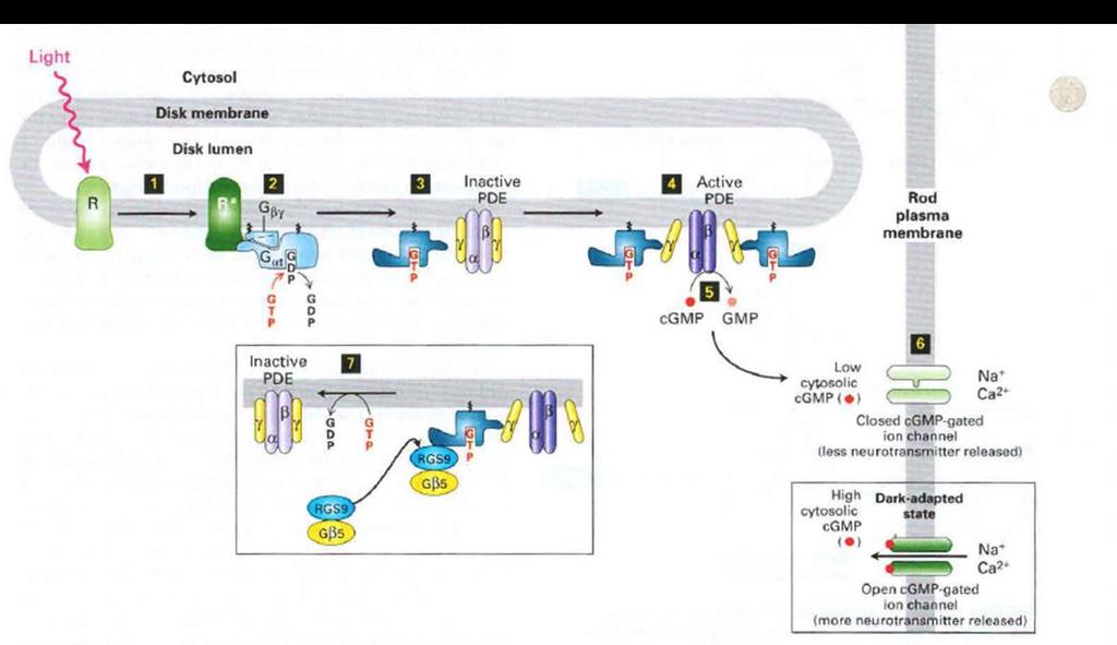 رودوپسین فعال شده با نور یک G پروتئین به نام ترانسدیوسین را فعال می کند و باعث جدا شدن زیرواحد αمی شود. باعث فعال شدن آنزیم نوکلئوتید فسفودی اسرتاز حلقوی می شود که cgmp را به GMP تبدیل می کند.