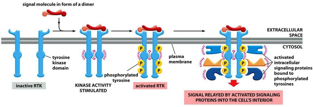 گیرنده های تیروزین کیناز اتصال مولکول پیام بر باعث تشکیل دایمر در گیرنده ها می شود. تشکیل دایمر سبب متاس دمین های کینازی در دنباله درون سلولی گیرنده می شود و عمل کینازی آنها را فعال می کند.
