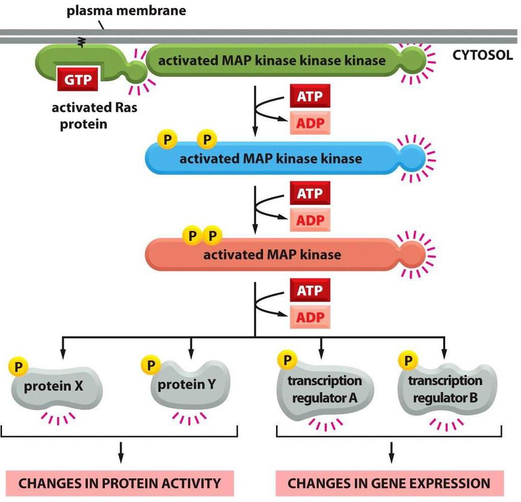 Ras فعال شده باعث فعالیت مسیر MAP کیناز می شود MAP فعال شده باعث فعال شدن سه کیناز متوالی در مسیر kinases) )Mitogen-activated protein می شود.