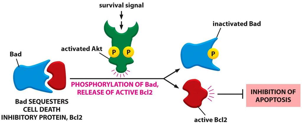 Aktکیناز فعال شده باعث پیشربد بقا و رشد سلول می شود Bad یک پروتئینی هست که در حالت غیرفسفریله و فعال باعث القاء