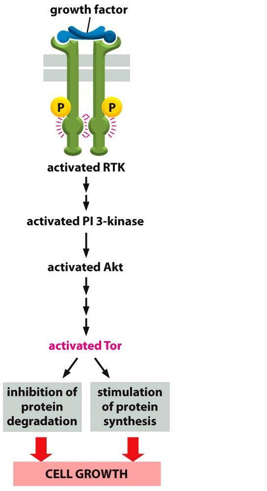 PI3-Kinase-Akt باعث می شود Bcl2 رها شود که Bcl2 مانع آپپتوز و باعث پیشربد بقای سلول می شود.