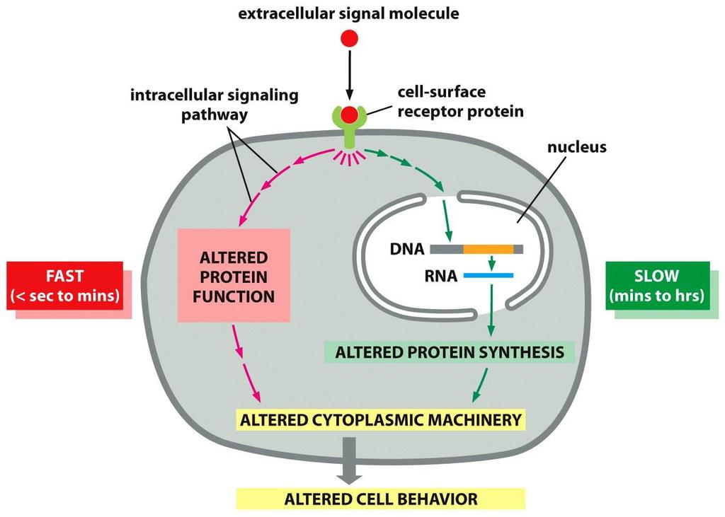 رسعت پاسخ سلول به پیام های مختلف متفاوت می باشد اگر پیام بر فعالیت پروتئین ها و مولکول هایی اثر بگذارد که از قبل داخل سلول هدف هستند پاسخ رسیع القاء می شود.