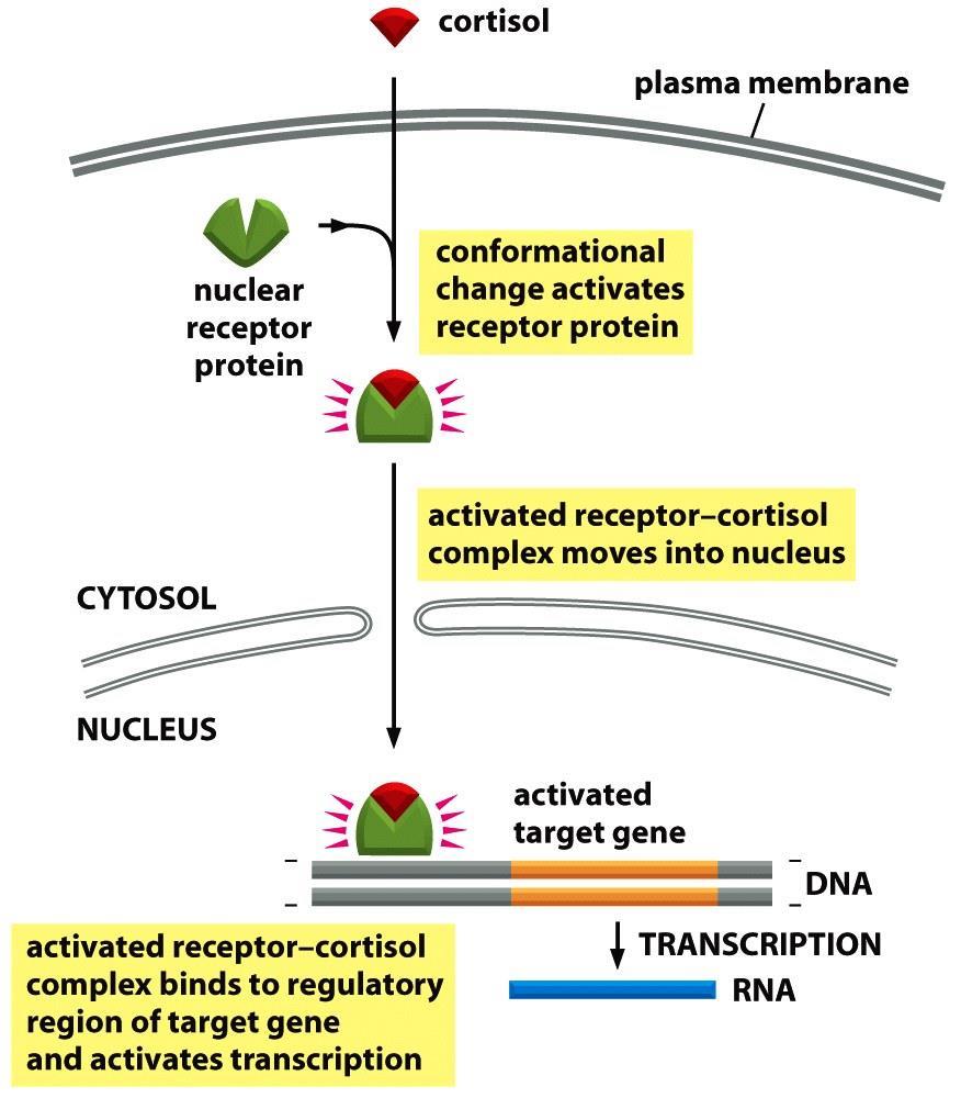 الف( به گیرنده های درون سلول متصل می شود: هورمون های اسرتوئیدی شامل کورتیزول اسرتادیول و تستوسرتون- هورمون های تیروئیدی شامل تیروکسین به گیرنده های هسته