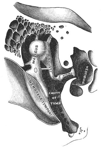 Σχήμα 3. Ακουστικά οστάρια με τους συνδέσμους τους στο μέσο αυτί (The Bartleby.