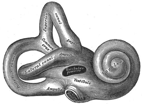 Σχήμα 4. Δεξιός οστέινος λαβύρινθος (The Bartleby.com edition of Gray s Anatomy of the Human Body) Ο οστέινος κοχλίας έχει σχήμα κωνικό και παριστά κυλινδρικό δίαυλο σωλήνα μήκους 5 χιλ.
