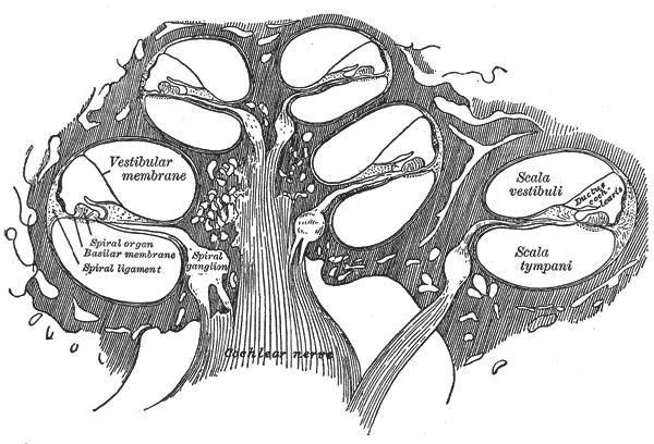 αποτελούν αισθητήρια όργανα της ισορροπίας, αρχίζει ο σύστοιχος ληκυθαίος κλάδος του αιθουσαίου νεύρου (5,6,7). (Σχήμα 8) Σχήμα 8. Σχηματική απεικόνιση του κοχλία (The Bartleby.