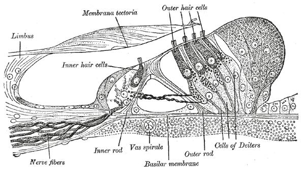 Σχήμα 10. Τομή του οργάνου του Corti (The Bartleby.