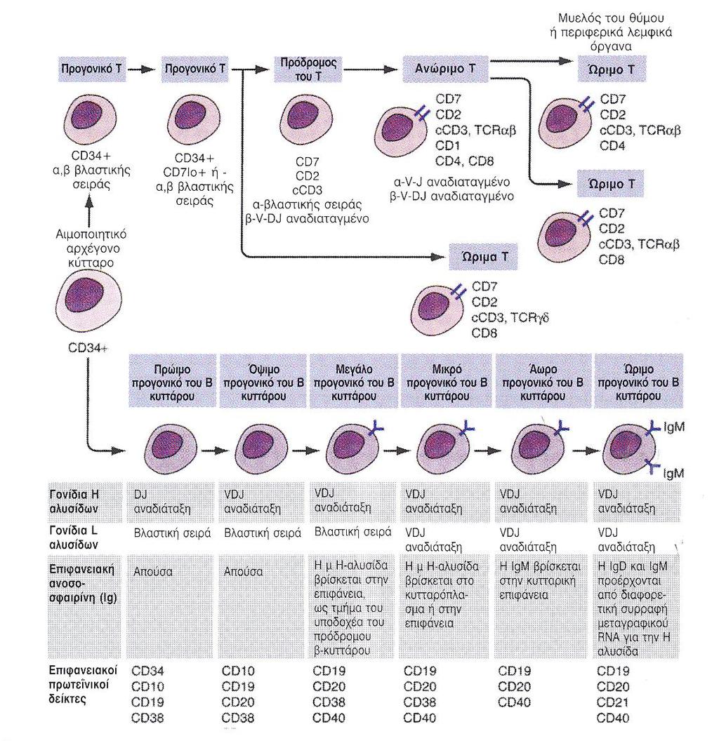 Εικόνα 1. Τα στάδια της ανάπτυξης των Τ και Β κυττάρων. Τα στοιχεία των αναπτυσσόμενων υποδοχέων των Τ και Β κυττάρων για τα αντιγόνα φαίνονται σχηματικά.
