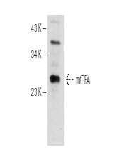 5) goat mtfa A-16: mttfa (A-16) Antibody: