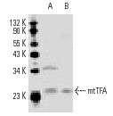 Antibody: sc-19050 (Από http://www.scbt.