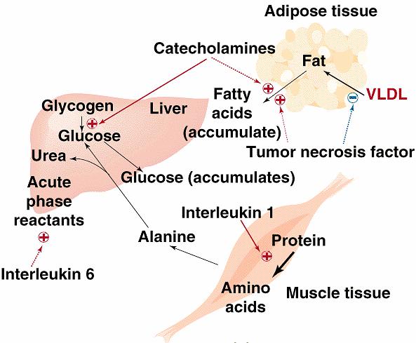 + acetaldehid + NADH + H + alkoholdehidrogenaza acetaldehid + NAD + acetat + NADH + H + acetaldehiddehidrogenaza Nakon uzimanja veliko količine alkohola sav