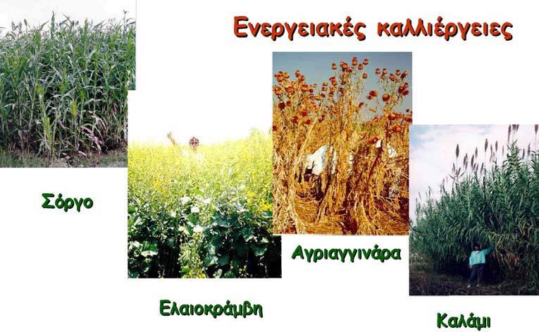 ψευδοακακίας, για τις οποίες, τα τελευταία