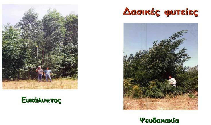 στις ελληνικές συνθήκες. Εικόνα 1.