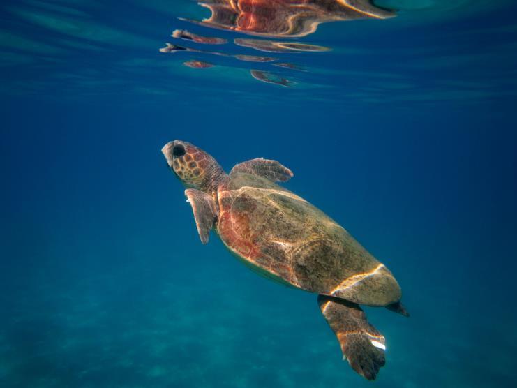 Νομική προστασία θαλασσίων χελωνών Σύμφωνα με την Διεθνή Ένωση για τη Διατήρηση της Φύσης (IUCN) και τα 3 είδη είναι απειλούμενα σε διεθνές επίπεδο (Κόκκινος Κατάλογος Απειλούμενων Ειδών/ Red List of