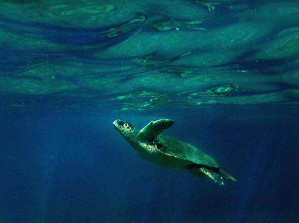 Αντικείμενο: Ο Σύλλογος για την Προστασία της Θαλάσσιας Χελώνας ΑΡΧΕΛΩΝ, ιδρύθηκε το 1983 και είναι σωματείο με αντικείμενο τη μελέτη και προστασία των θαλάσσιων χελωνών και των βιοτόπων τους, τη