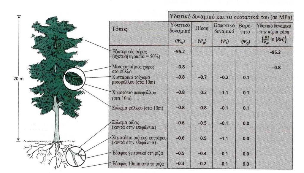 Εικόνα 1. Αντιπροσωπευτική απεικόνηση του υδατικού δυναμικού και των συστατικών του σε διάφορα σημεία της διαδρομής του νερού από το έδαφος διαμέσου του φυτού προς την ατμόσφαιρα.