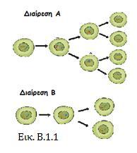 Ερώτηση 3 Η διπλανή εικόνα παρουσιάζει δύο (2) διαφορετικά είδη κυτταρικών διαιρέσεων Α και Β που συμβαίνουν στον άνθρωπο.