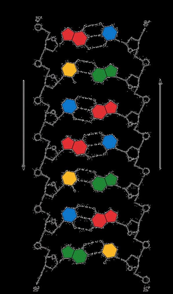 Ερώτηση 7 Να μελετήσετε την παρακάτω εικόνα και να απαντήσετε στις ερωτήσεις που ακολουθούν. (α) Πόσα είδη διαφορετικών νουκλεοτιδίων συναντούμε σε ένα μόριο DNA; Πού οφείλεται αυτό;.
