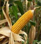 MINAG la conducción de dicho Sistema a nivel nacional, para el desarrollo, generación y difusión de las Estadísticas Agrarias nacionales en coordinación con las Autoridades Estadísticas Agrarias