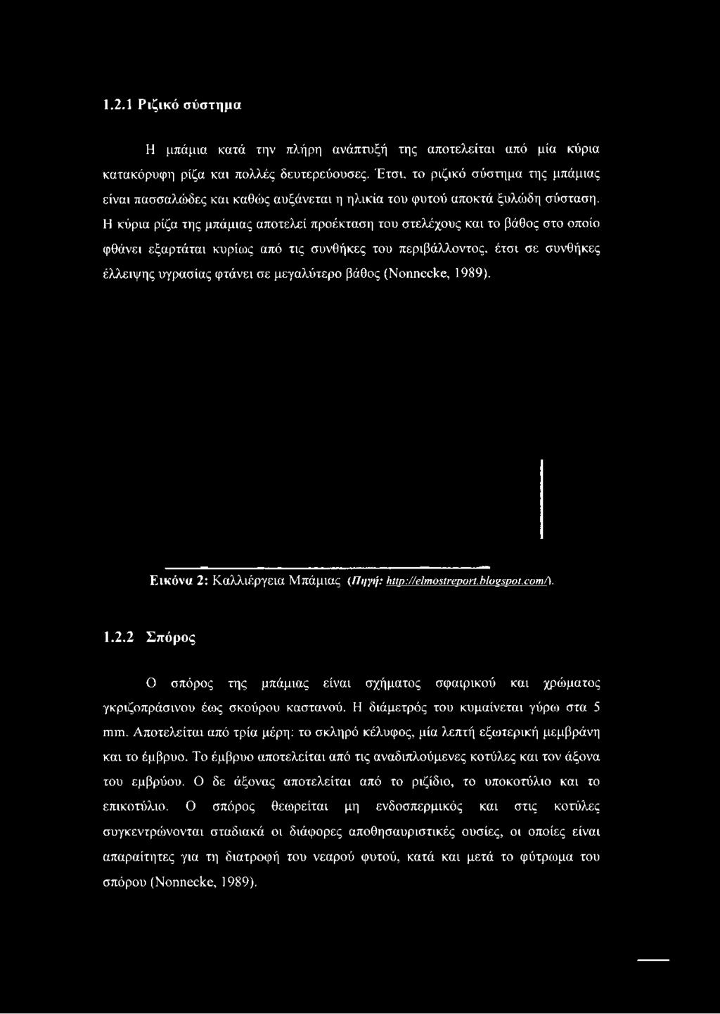 Η κύρια ρίζα της μπάμιας αποτελεί προέκταση του στελέχους και το βάθος στο οποίο φθάνει εξαρτάται κυρίως από τις συνθήκες του περιβάλλοντος, έτσι σε συνθήκες έλλειψης υγρασίας φτάνει σε