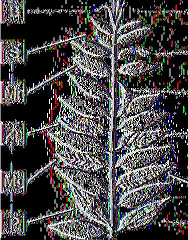 S F t f t M n ON O LD LEAVES : - N. P K, Mg.