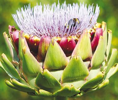 ΠΟΛΥΕΤΕΙ ΦΥΤΑ Αγριοαγκινάρας (Cynara cardunculus) Μελέτη χρόνων έδειξε ότι πρόκειται για µια πολύ συµφέρουσα καλλιέργεια, αφού το κόστος είναι µόλις 2,5 ευρώ/στρ.