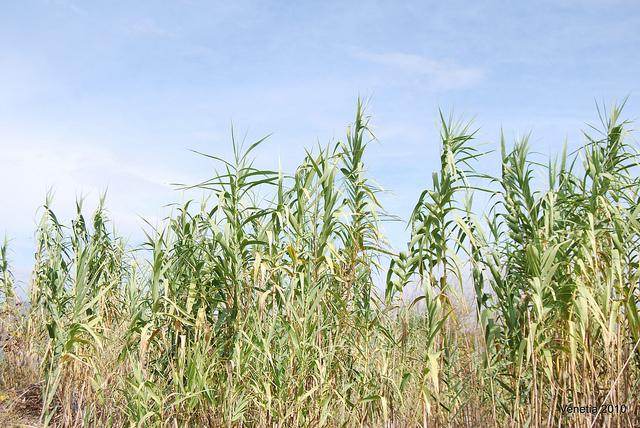 Καλάµι (Arundo donax L.) Το καλάµι ανήκει στα αγροστώδη πολυετή φυτά.