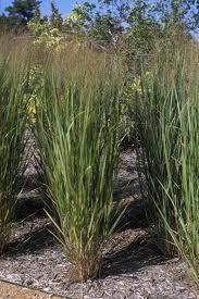 Switchgrass (Panicum virgatum) Είναι ένα πολυετές C4, αγρωστώδες φυτό. Το ριζικό του σύστηµα µπορεί να ξεπεράσει τα 3 µέτρα σε βάθος.