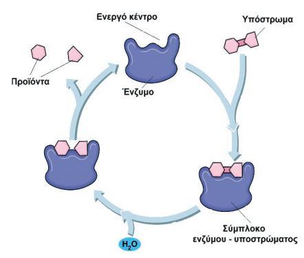 5 Η δίπλα εικόνα δείχνει το ζνηυμο, το ενεργό κζντρο, το υπόςτρωμα, το ςφμπλοκο ενηφμου-υποςτρϊματοσ και τα προϊόντα.