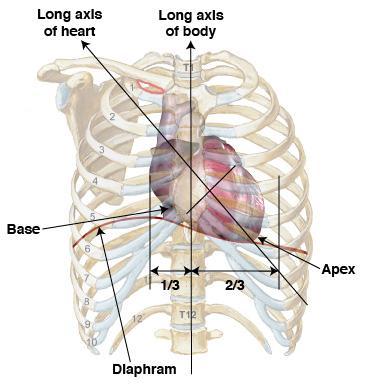 2.1.2 Η ΘΕΣΗ ΤΗΣ ΚΑΡΔΙΑΣ Η καρδιά είναι ένα κοίλο μυώδες όργανο σε μέγεθος μίας γροθιάς. Για τους άντρες, η καρδιά έχει βάρος 280-350 γραμμάρια, ενώ στις γυναίκες είναι 240-280 γραμμάρια.