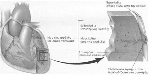 Σχήμα 2.4 - Καρδιακός μυς 2.2.2 ΔΥΝΑΜΙΚΑ ΗΡΕΜΙΑΣ Όπως όλα τα κύτταρα του σώματος, έτσι και τα καρδιακά κύτταρα, έχουν ένα ηλεκτρικό δυναμικό στην κυτταρική τους μεμβράνη.