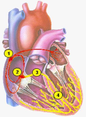 2.2.5 ΤΟ ΕΡΕΘΙΣΜΑΤΑΓΩΓΟ ΣΥΣΤΗΜΑ ΤΗΣ ΚΑΡΔΙΑΣ Το ερεθισματαγωγό σύστημα της καρδιάς αποτελείται από τα εξής μέρη: τον φλεβοκολπικό και τον κολποκοιλιακό κόμβο, το κολποκοιλιακό δεμάτιο His (αριστερό