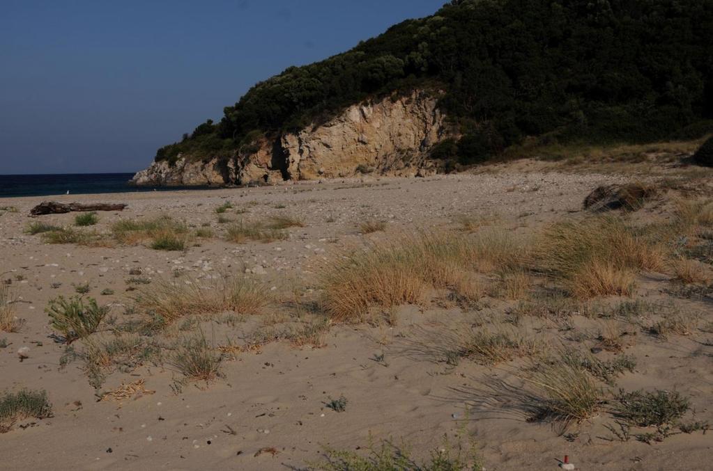 ΜΕΡΟΣ Α variegata. Στον κωδικό 2110 εντάχθηκε και η μεταβατική ζώνη από τις πρωτογενείς θίνες στους οπισθοθινικούς θαμνώνες (B1.31xB1.64) στο Μαραθωνήσι.
