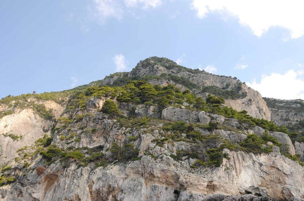 ΜΕΡΟΣ Α 3. Στην περιοχή του Γέρακα καταγράφηκε από τους Hartley και συν. (2002) μικρής έκτασης μικτό δάσος Cupressus sempervirens (κυπαρίσσι) και Pinus pinea (κουκουναριά) (G2.91xG3.73).