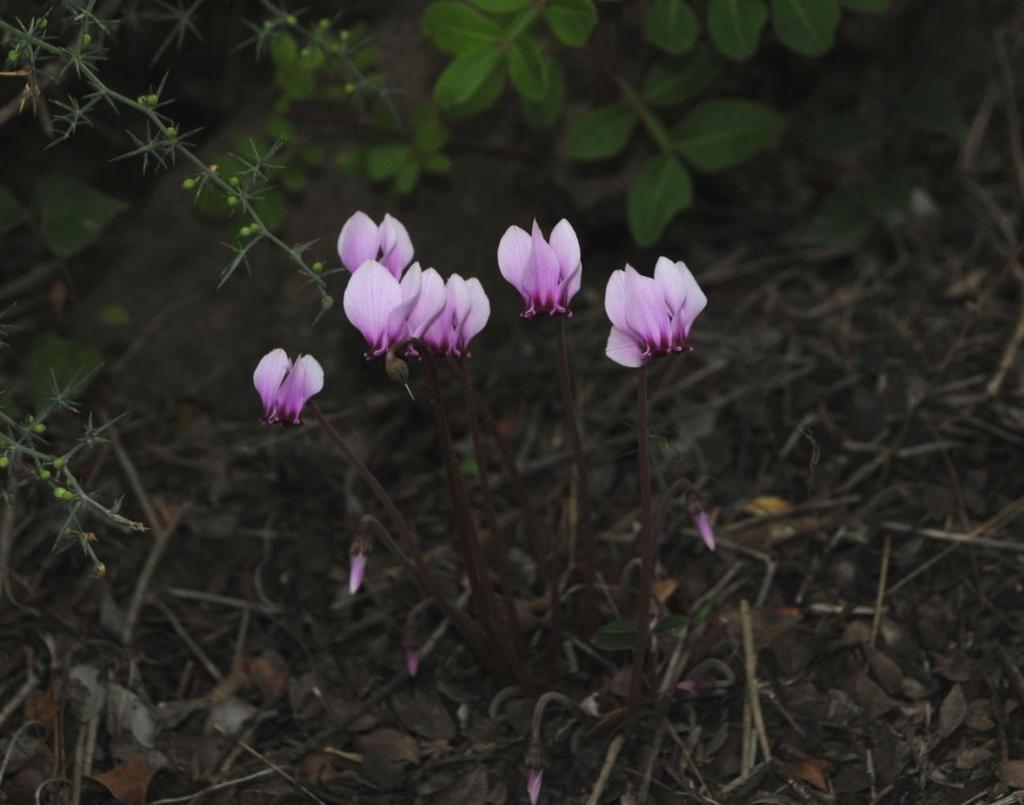 ΜΕΡΟΣ Α υβριδισμού με το Limonium phitosianum δεν έχουν μελετηθεί.