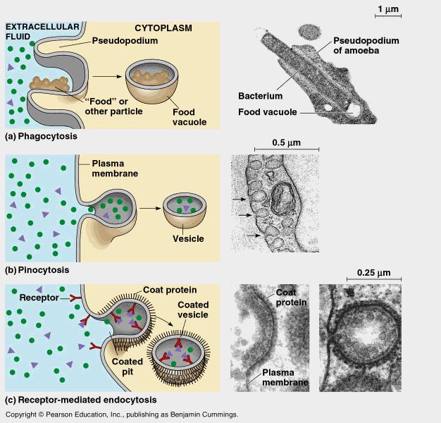Μεταφορά μεγάλων μορίων Pinocytosis (