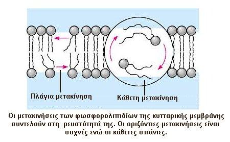 Τα μόρια των φωσφορολιπιδίων μπορούν να