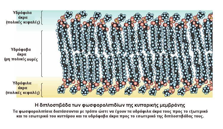 κάθετα, μεταπηδώντας από τη μια στιβάδα στην άλλη.
