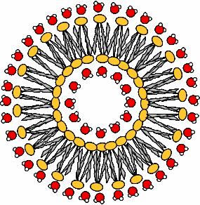 διπλοστοιβάδα (bilayer)