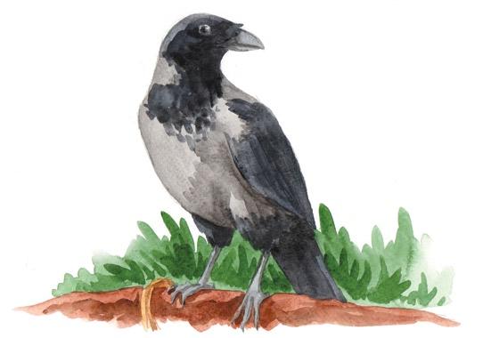 Μεγάλο μακρύ μαύρο πουλί εικόνες