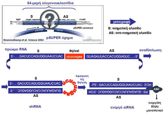 3. Υλικά και Μέθοδοι Εικόνα 3.4: Σχηµατική αναπαράσταση της λειτουργίας του psuper συστήµατος γενετικής αποσιώπησης γονιδίων.