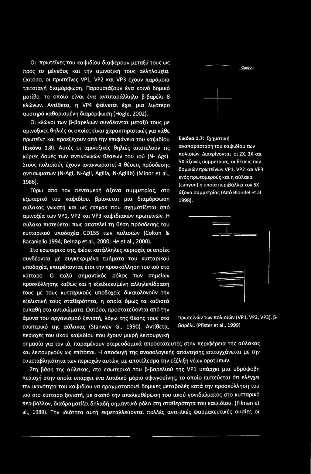 Οι κλώνοι των β-βαρελιών συνδέονται μεταξύ τους με αμινοξικές θηλιές οι οποίες είναι χαρακτηριστικές για κάθε πρωτεΐνη και προεξέχουν από την επιφάνεια του καψιδίου (Εικόνα 1.8).