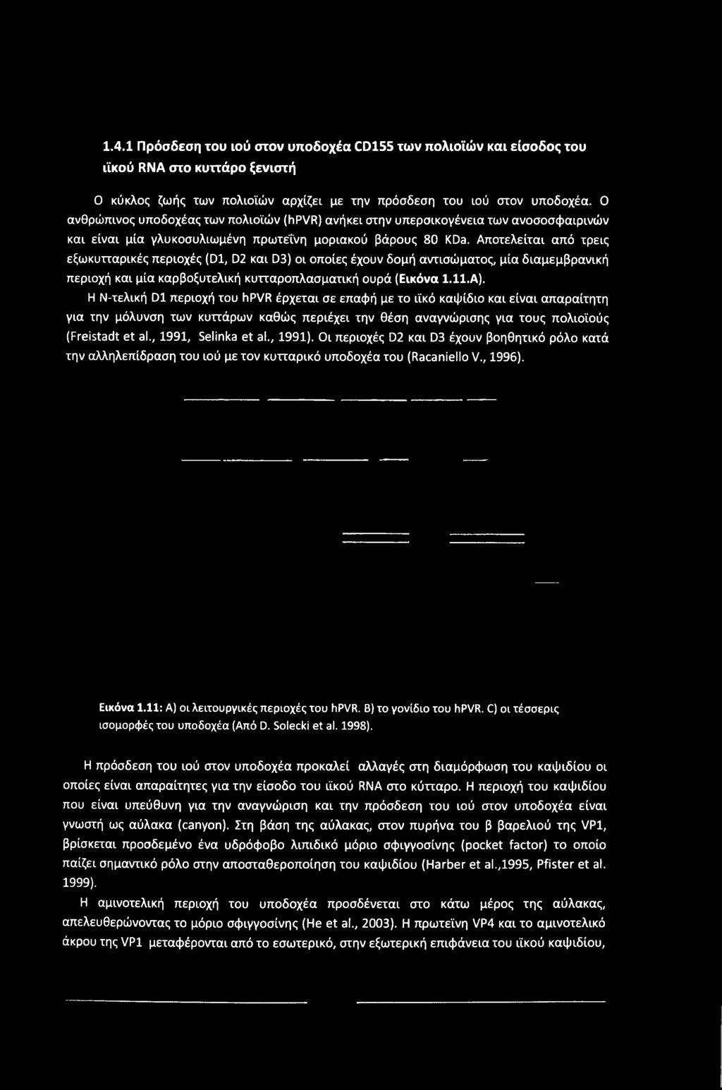 Αποτελείται από τρεις εξωκυτταρικές περιοχές (Dl, D2 και D3) οι οποίες έχουν δομή αντισώματος, μία διαμεμβρανική περιοχή και μία καρβοξυτελική κυτταροπλασματική ουρά (Εικόνα 1.11.Α).