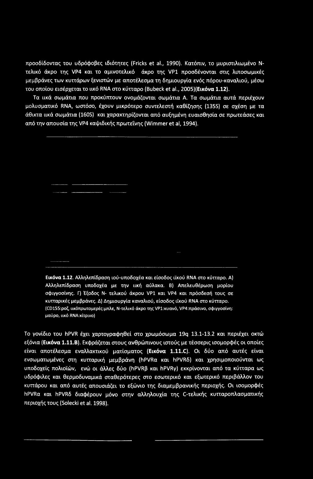 του οποίου εισέρχεται το ιικό RNA στο κύτταρο (Bubeck et al., 2005)(Εικόνα 1.12). Τα ιικά σωμάτια που προκύπτουν ονομάζονται σωμάτια Α.