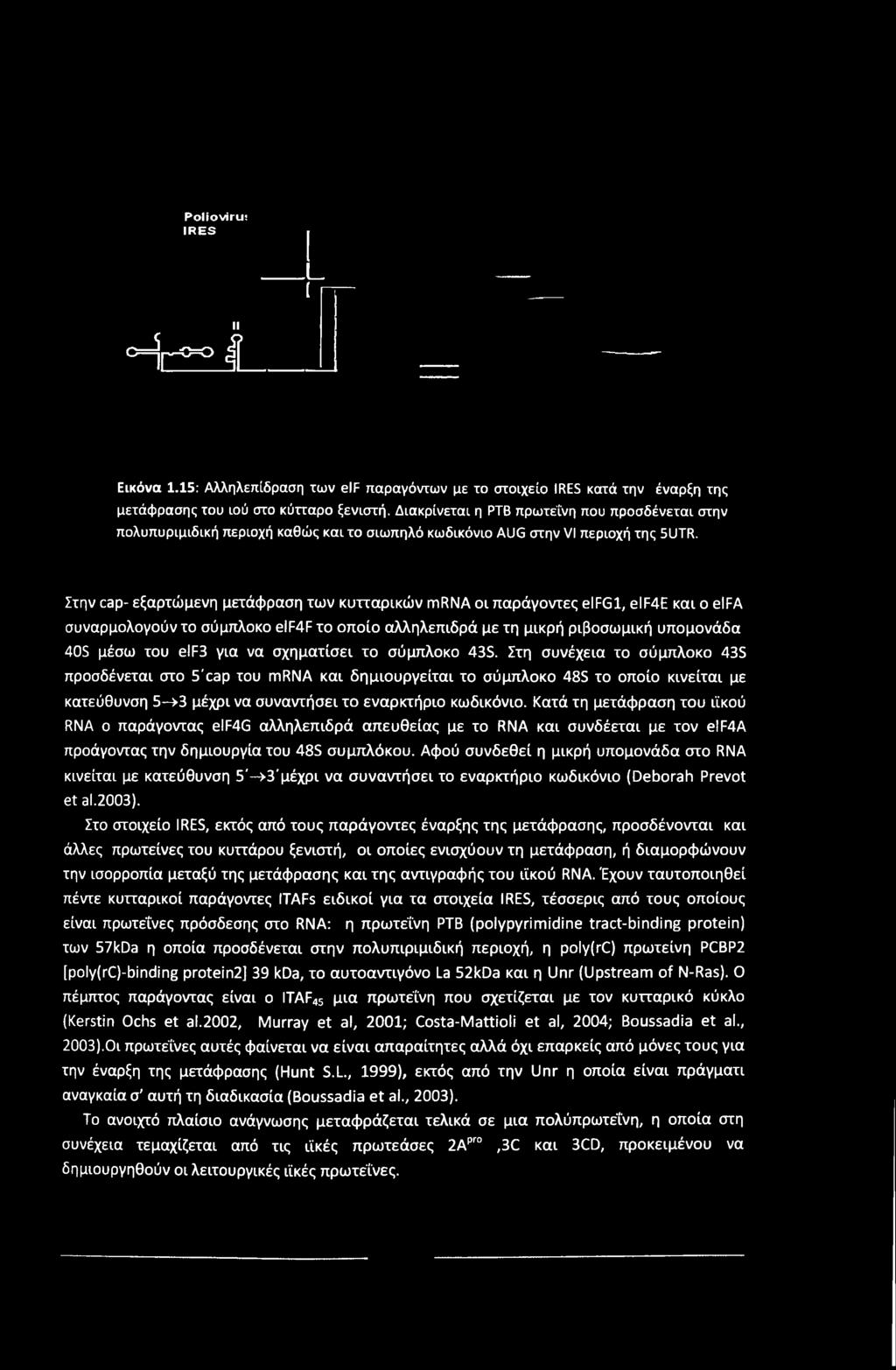Στην cap- εξαρτώμενη μετάφραση των κυτταρικών mrna οι παράγοντες elfgl, elf4e και ο elfa συναρμολογούν το σύμπλοκο elf4f το οποίο αλληλεπιδρά με τη μικρή ριβοσωμική υπομονάδα 40S μέσω του elf3 για να