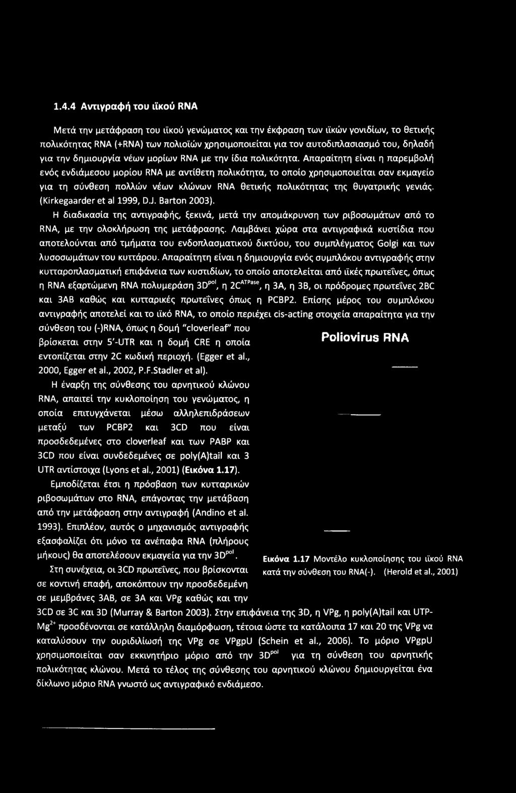 Απαραίτητη είναι η παρεμβολή ενός ενδιάμεσου μορίου RNA με αντίθετη πολικότητα, το οποίο χρησιμοποιείται σαν εκμαγείο για τη σύνθεση πολλών νέων κλώνων RNA θετικής πολικότητας της θυγατρικής γενιάς.