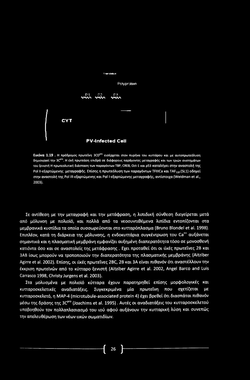 ΙΙ-εξαρτώμενης μεταγραφής. Επίσης η πρωτεόλυση των παραγόντων TFIIICa και TAF110 (SL1) οδηγεί στην αναστολή της Pol IΙΙ-εξαρτώμενης και Pol Ι-εξαρτώμενης μεταγραφής, αντίστοιχα (Weidman et al., 2003).