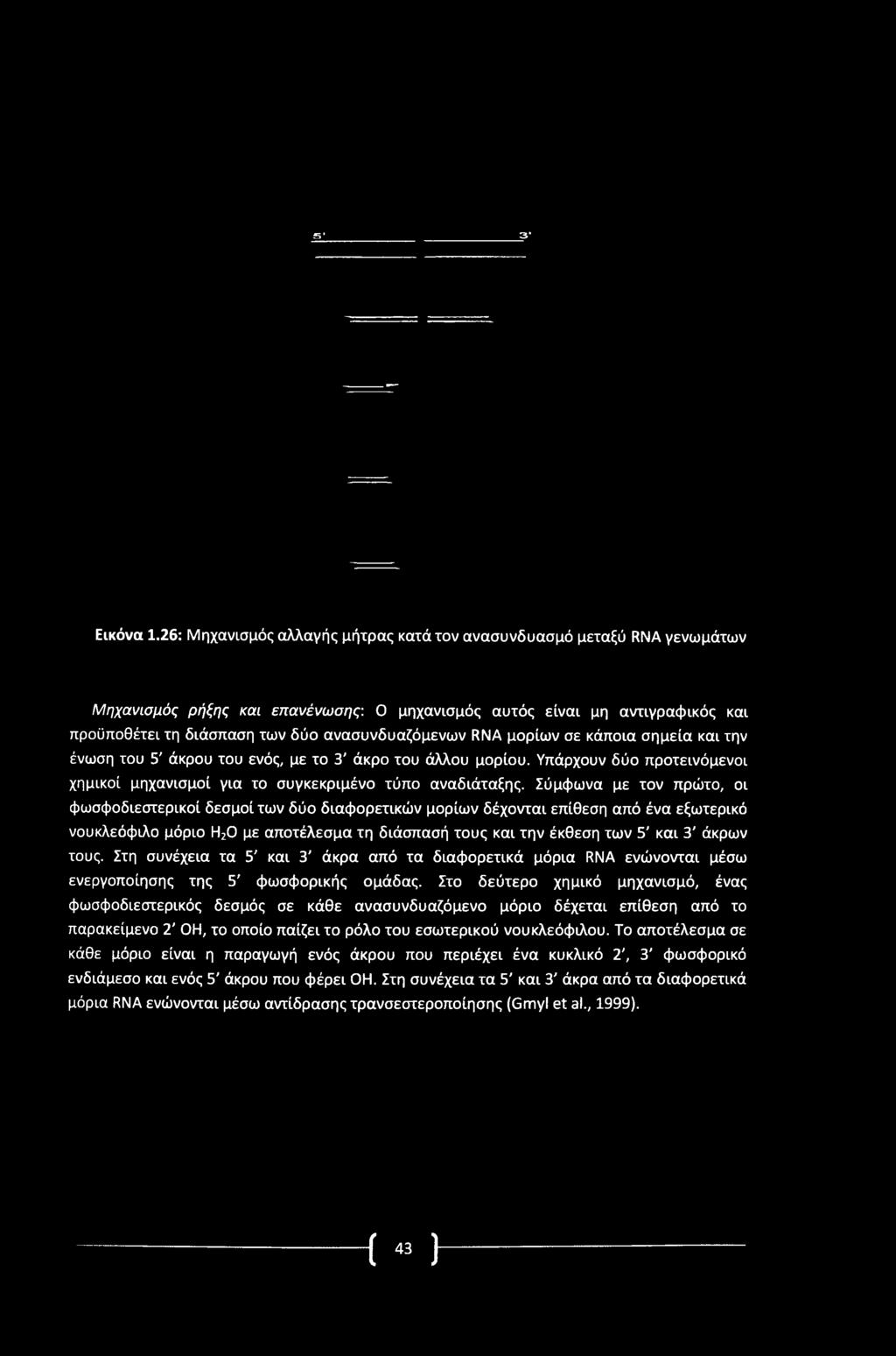 RNA μορίων σε κάποια σημεία και την ένωση του 5' άκρου του ενός, με το 3' άκρο του άλλου μορίου. Υπάρχουν δύο προτεινόμενοι χημικοί μηχανισμοί για το συγκεκριμένο τύπο αναδιάταξης.