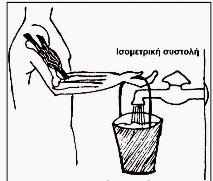Η ισομετρική συστολή Ο μυς ή η μυϊκή ομάδα